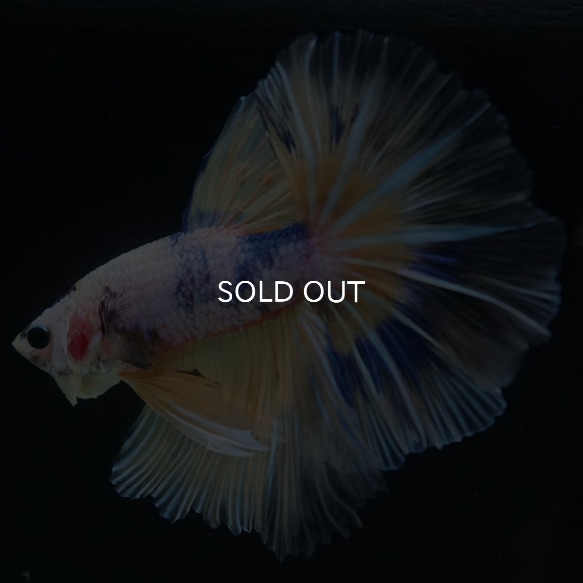 画像3: HM　イエローファンシー (3)