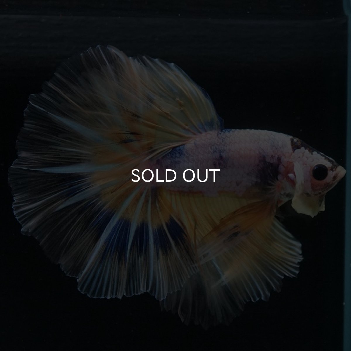 画像8: HM　イエローファンシー (8)