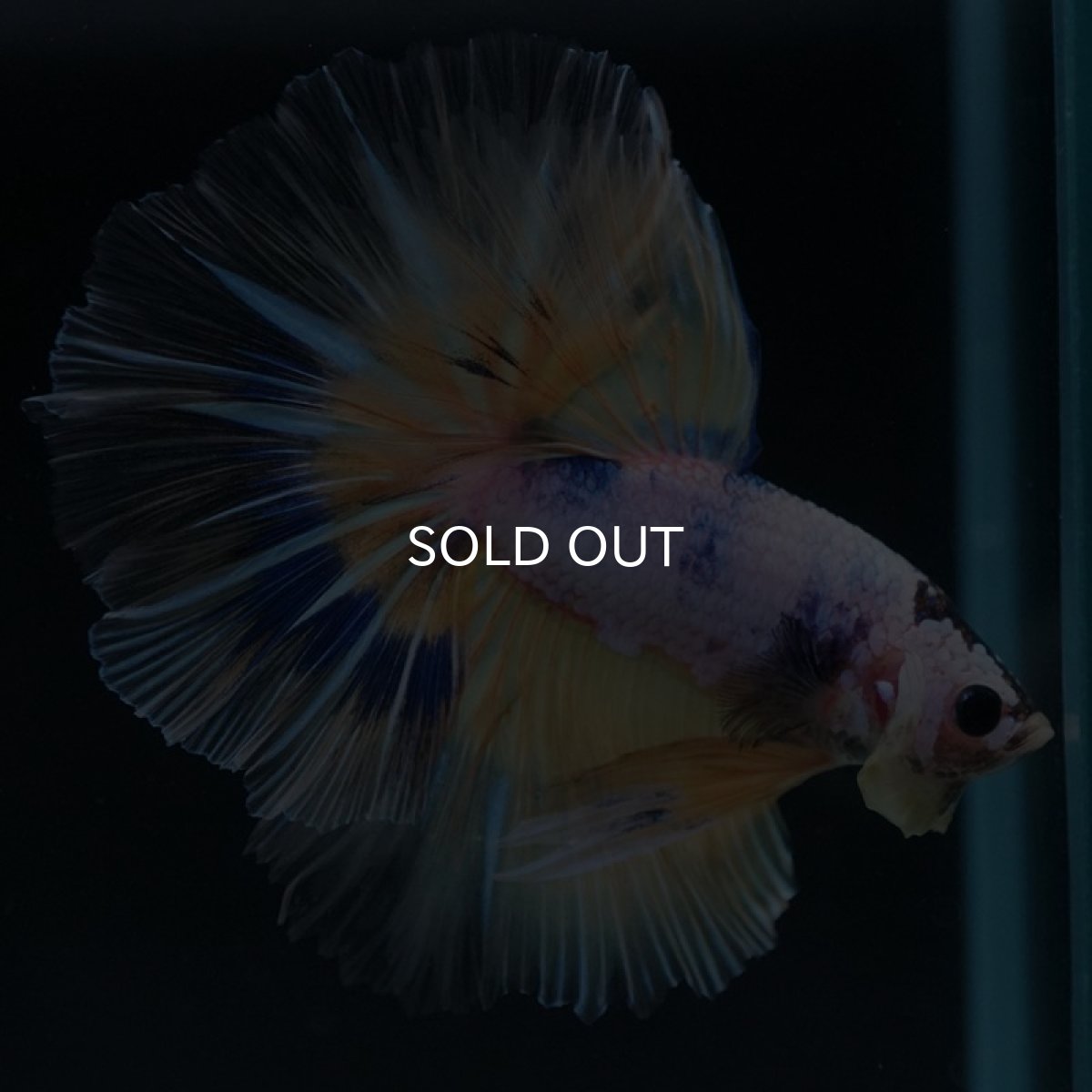 画像6: HM　イエローファンシー (6)