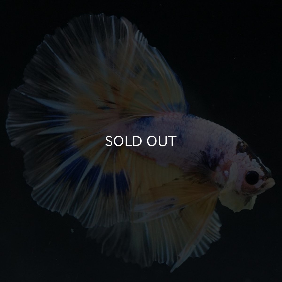 画像4: HM　イエローファンシー (4)