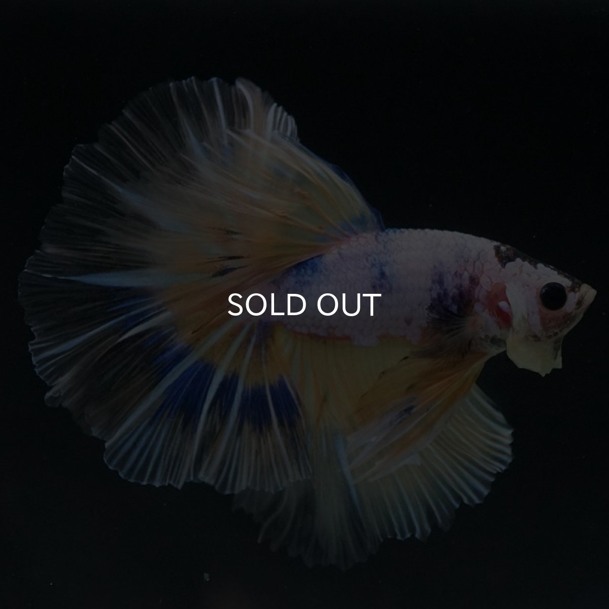 画像2: HM　イエローファンシー (2)