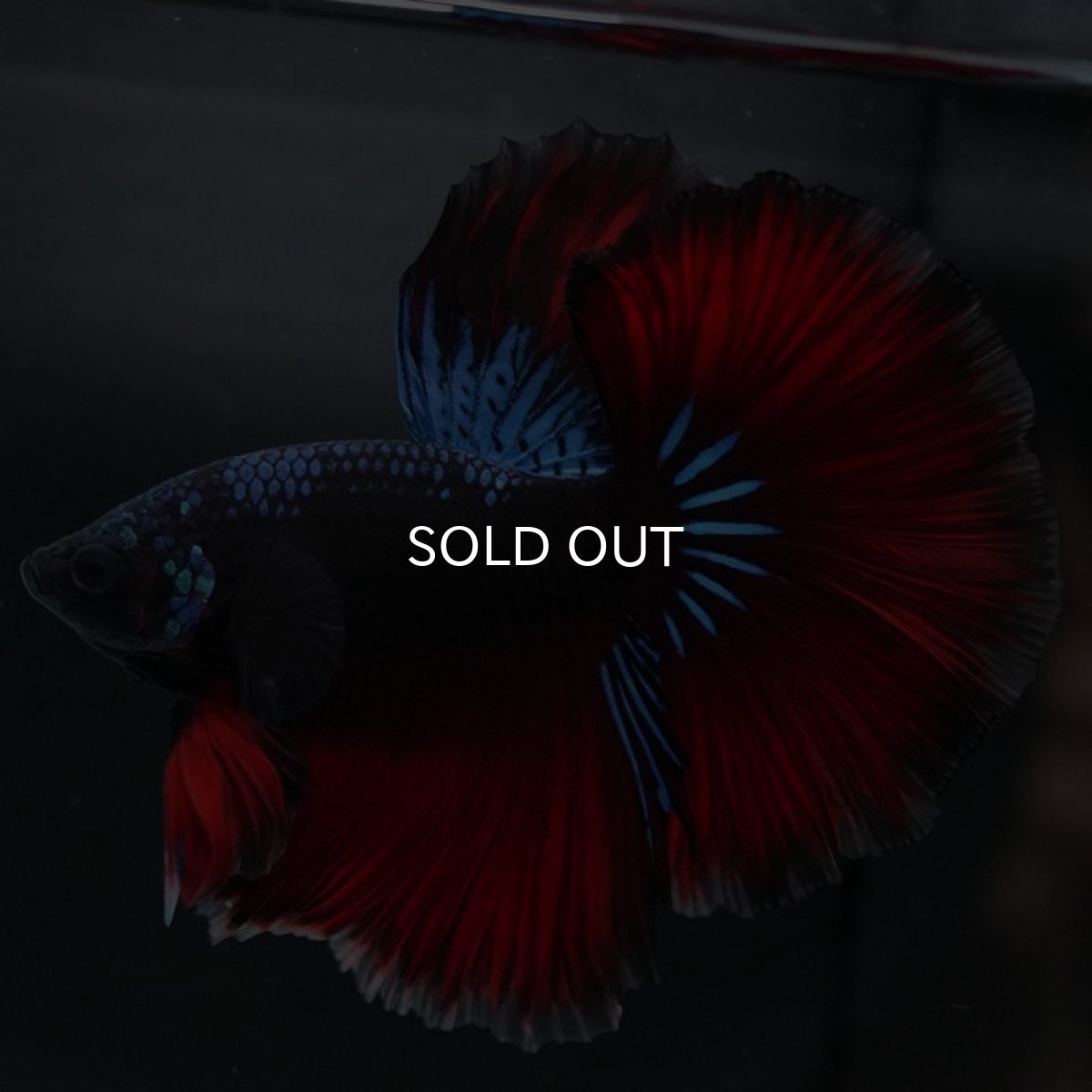 画像8: HM ファンシーブラック (8)