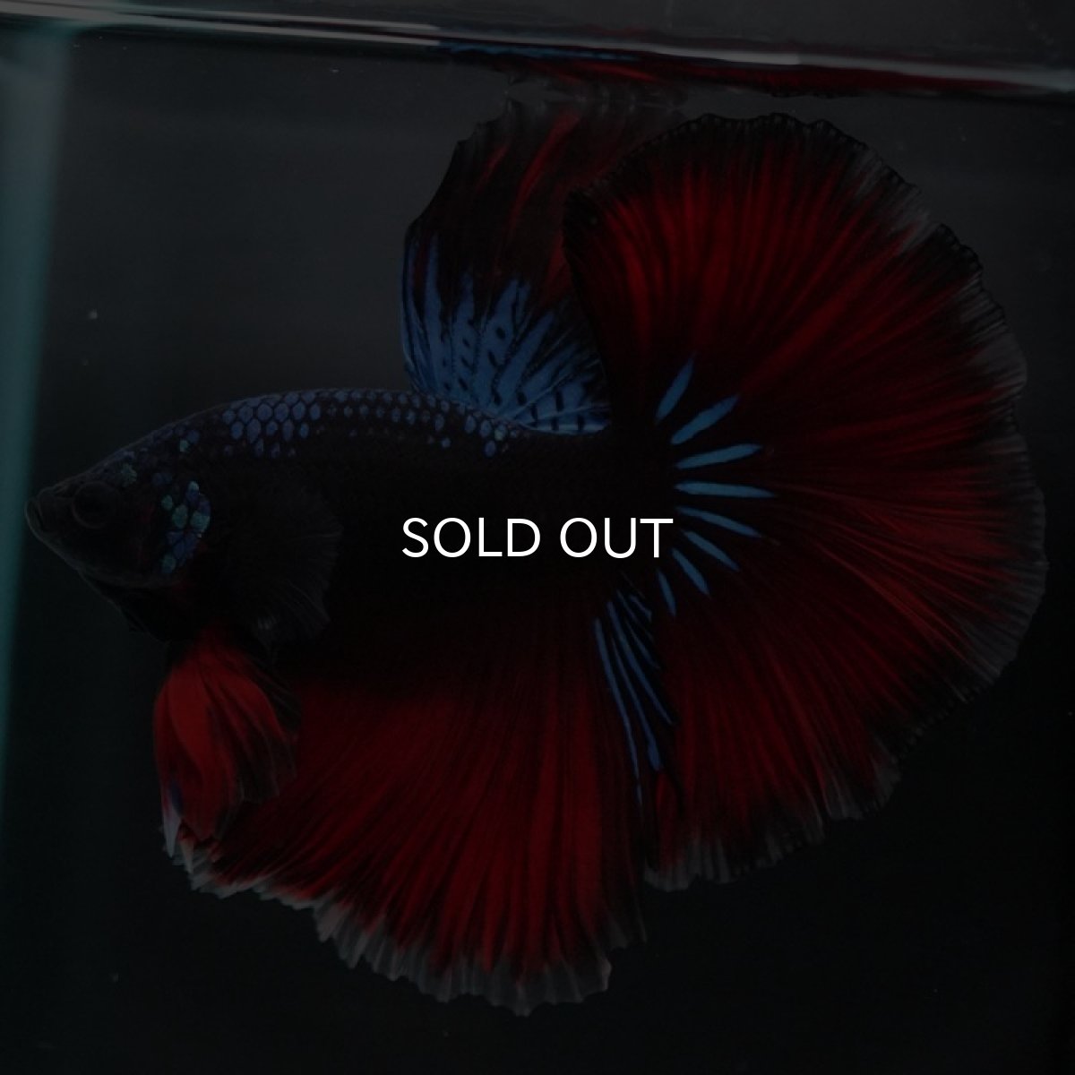 画像6: HM ファンシーブラック (6)