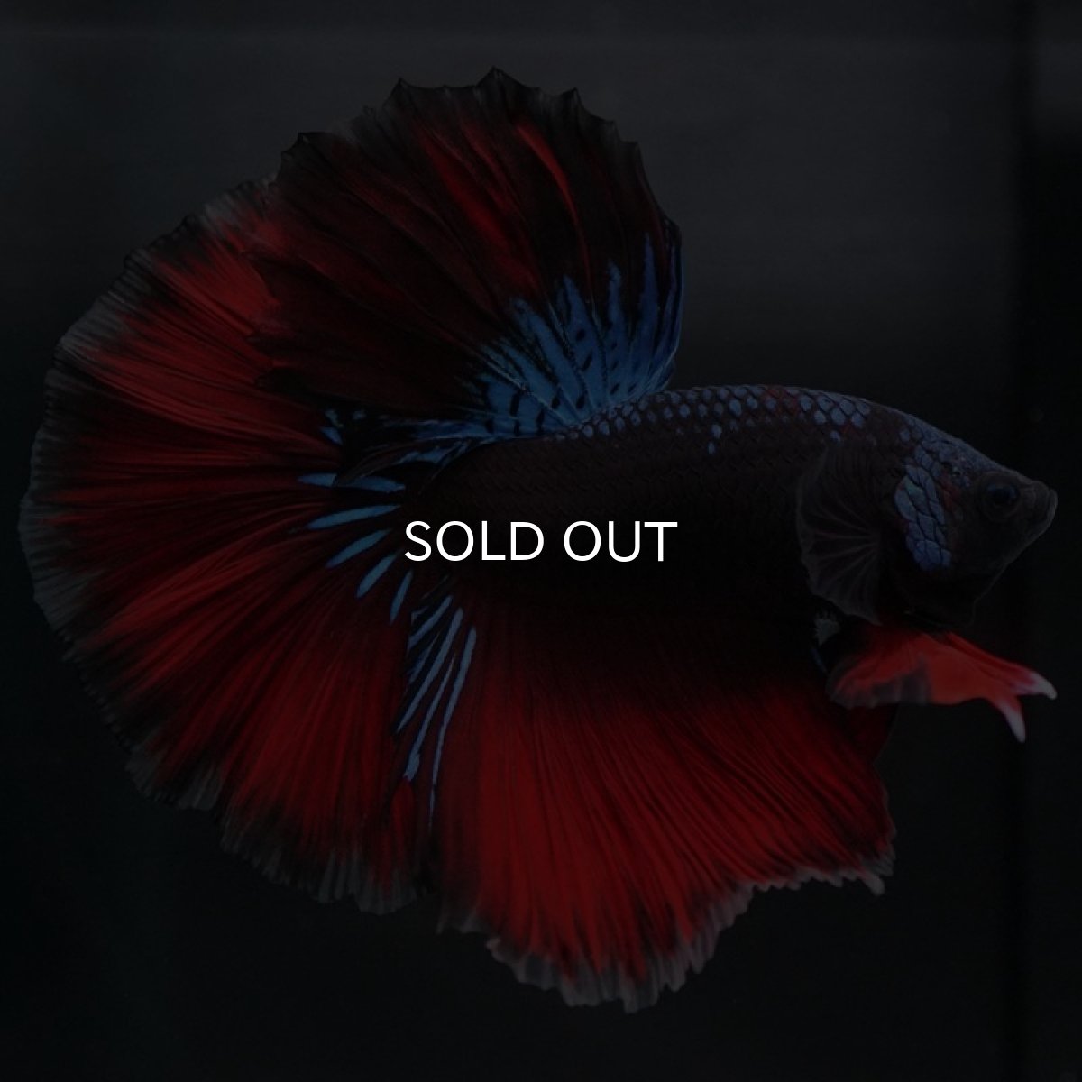 画像3: HM ファンシーブラック (3)