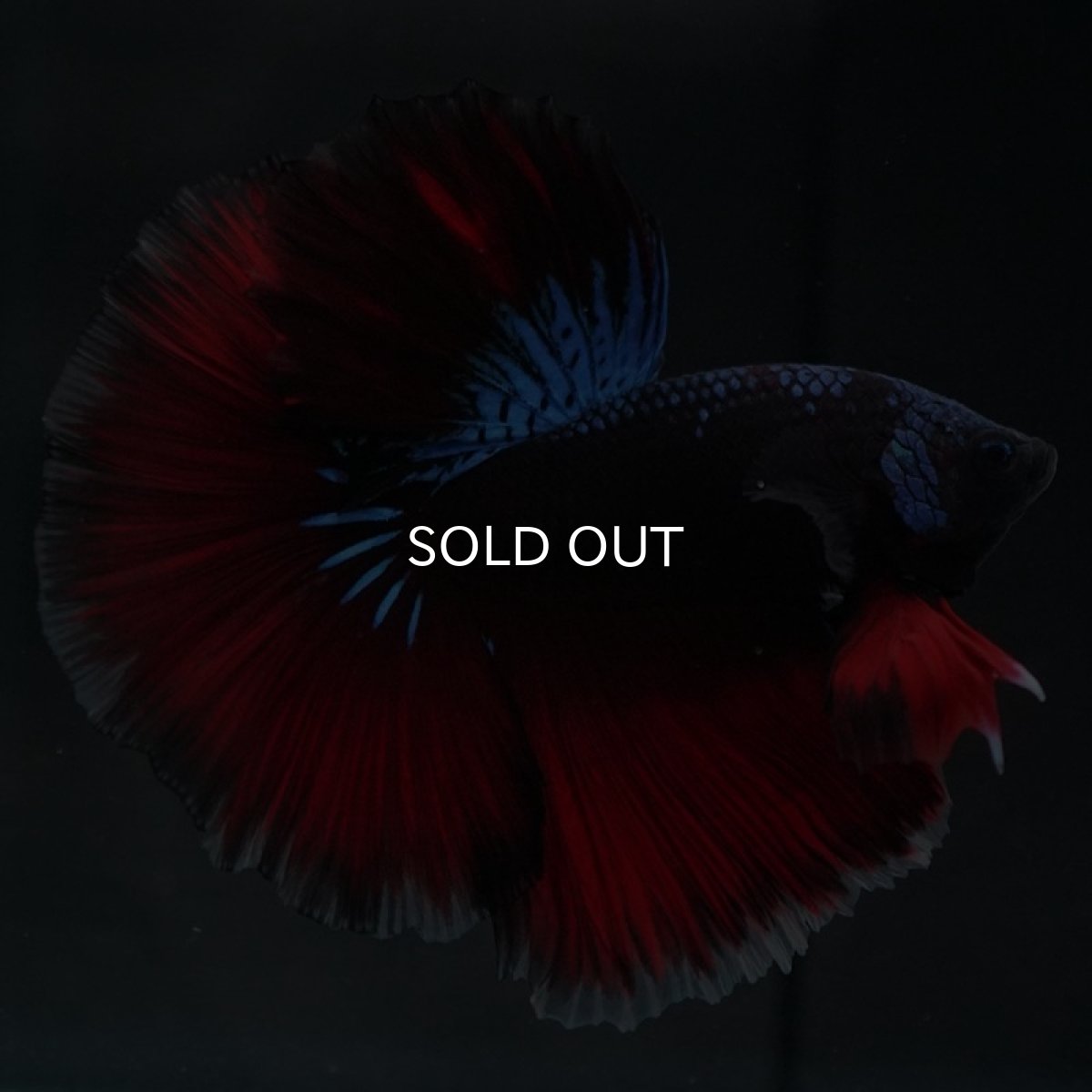 画像7: HM ファンシーブラック (7)