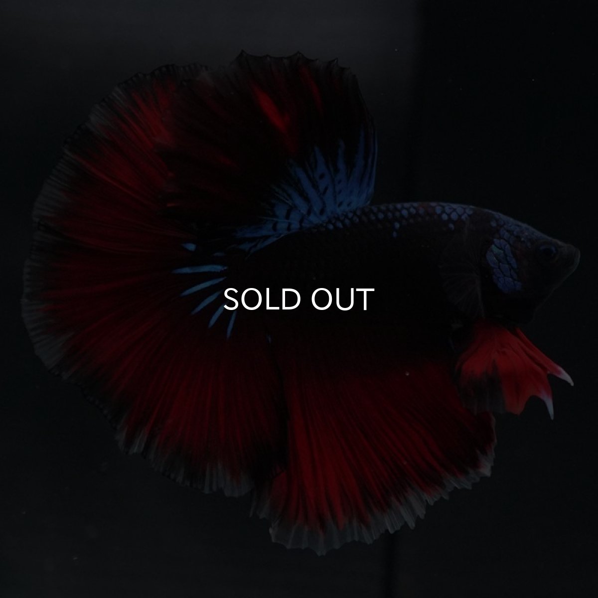 画像5: HM ファンシーブラック (5)