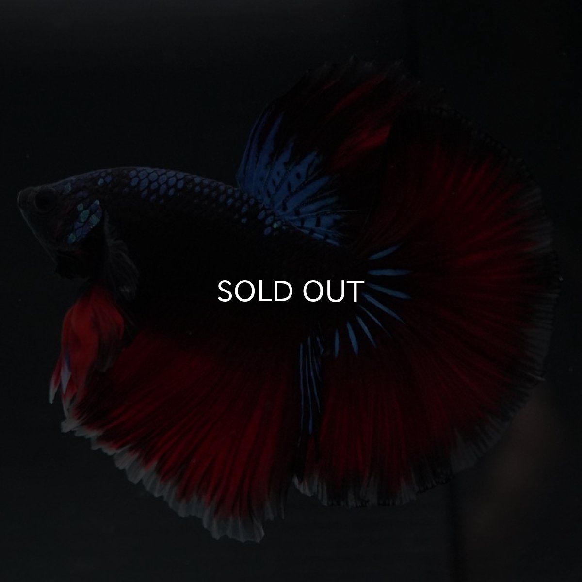 画像4: HM ファンシーブラック (4)