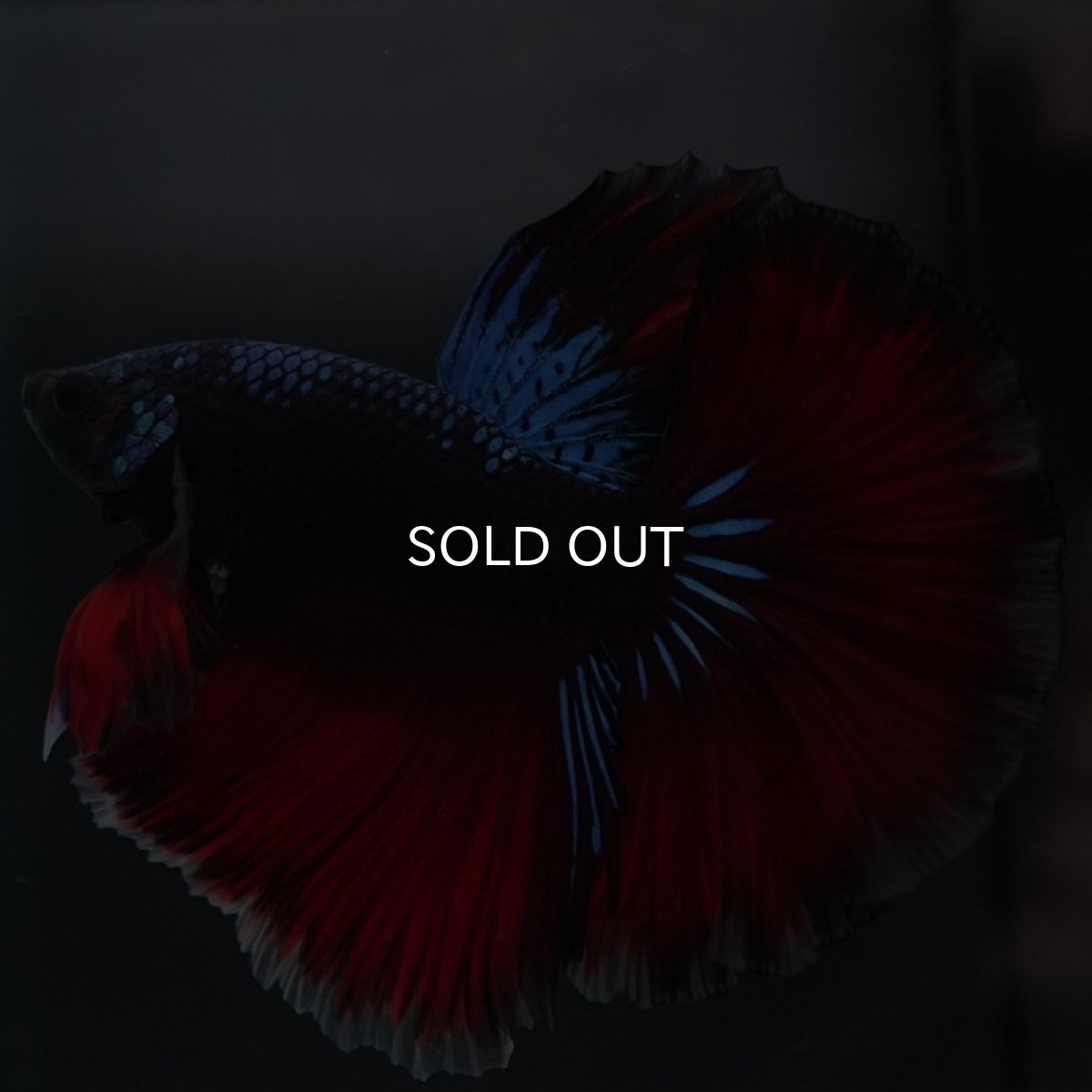 画像2: HM ファンシーブラック (2)