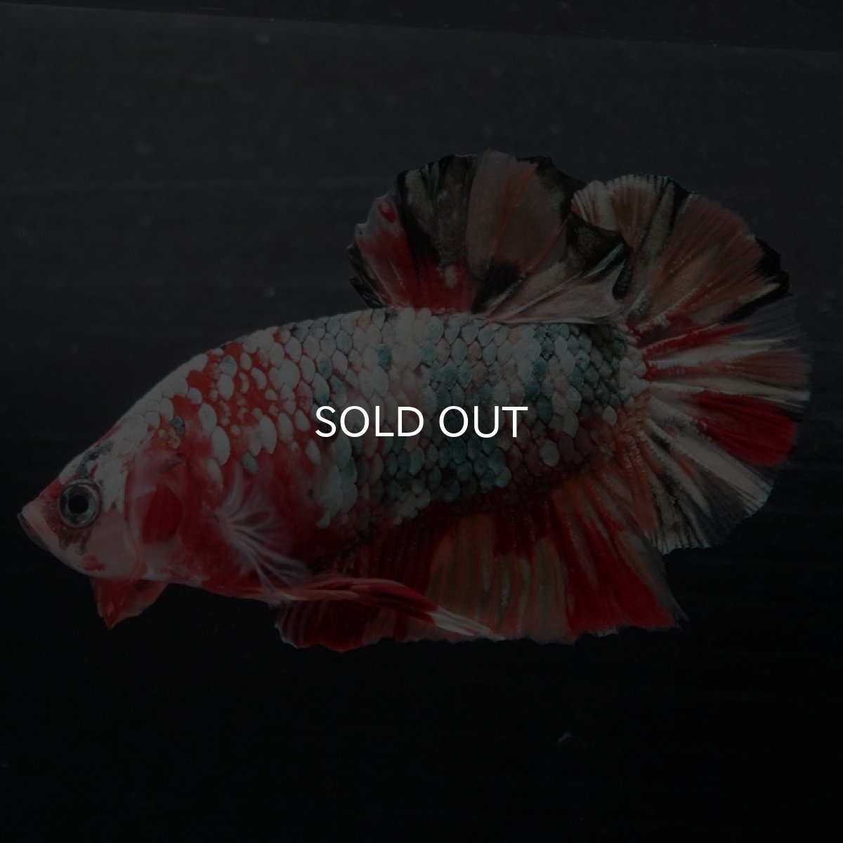 画像6: HMPK　キャンディカッパーギャラクシー (6)