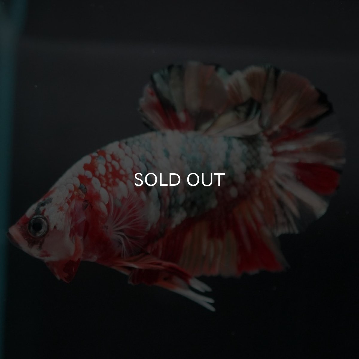 画像8: HMPK　キャンディカッパーギャラクシー (8)