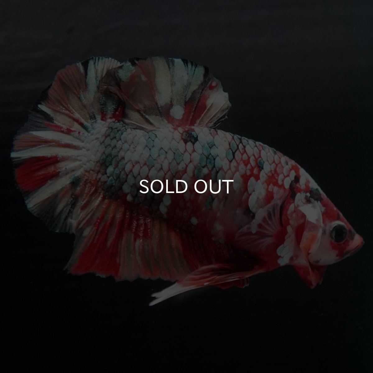 画像7: HMPK　キャンディカッパーギャラクシー (7)