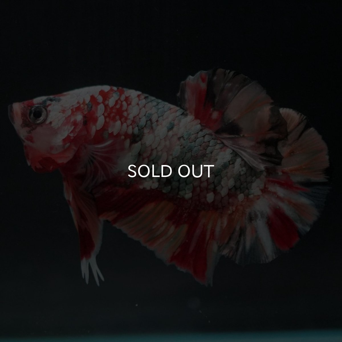 画像2: HMPK　キャンディカッパーギャラクシー (2)