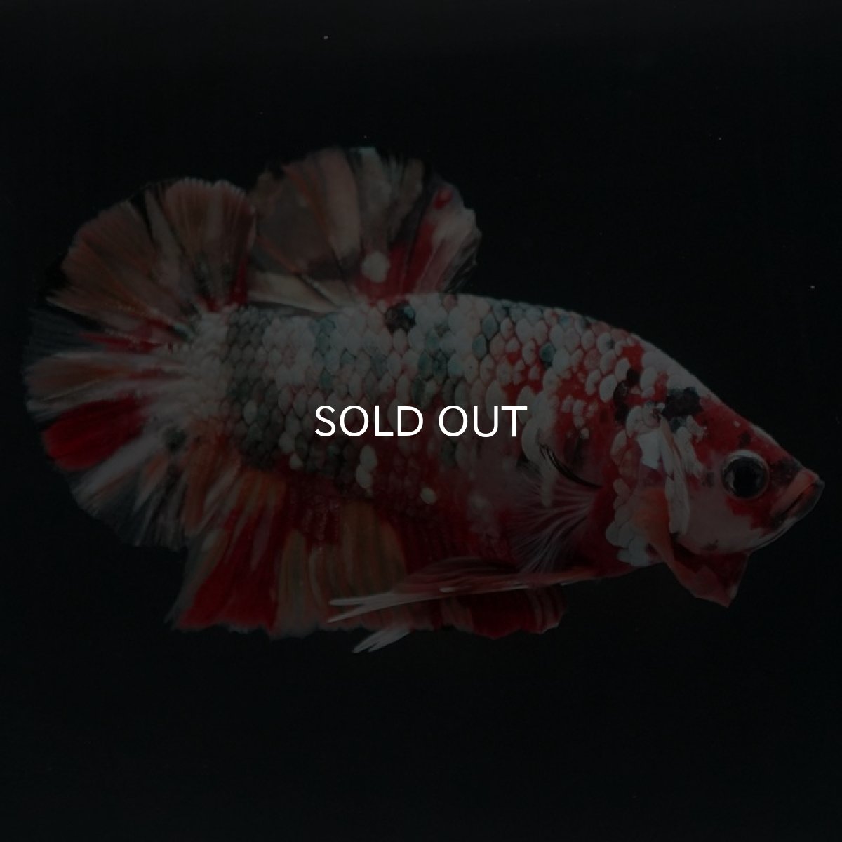 画像3: HMPK　キャンディカッパーギャラクシー (3)