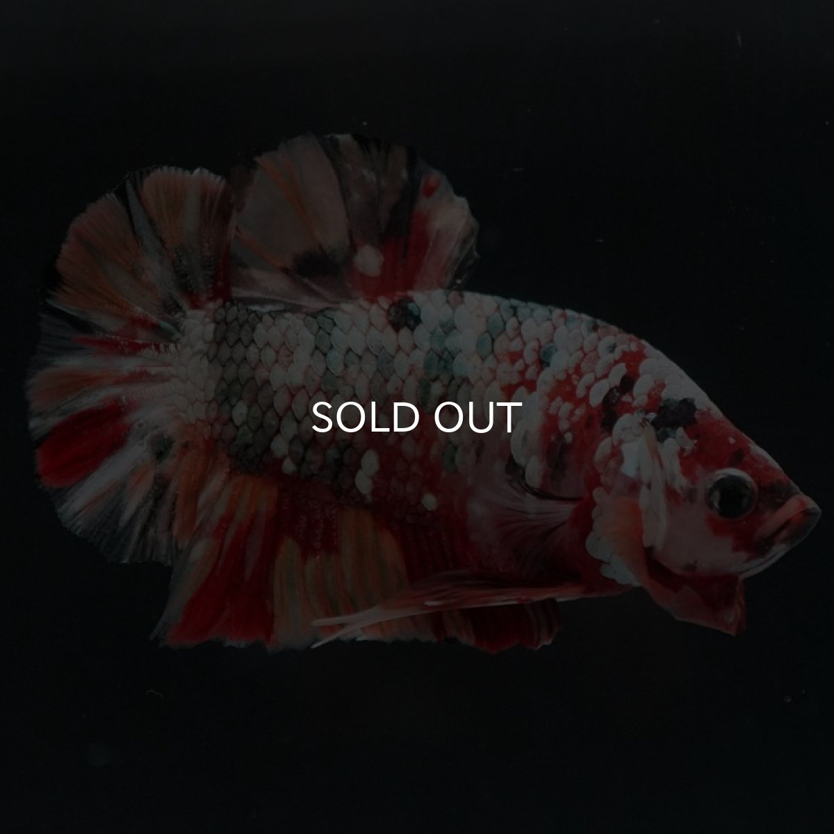 画像5: HMPK　キャンディカッパーギャラクシー (5)