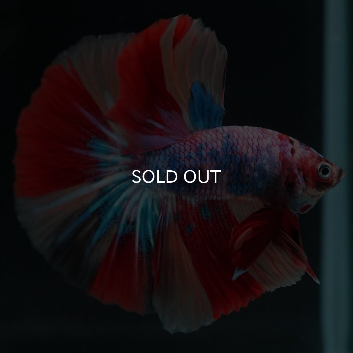 画像7: HM キャンディレインボー (7)