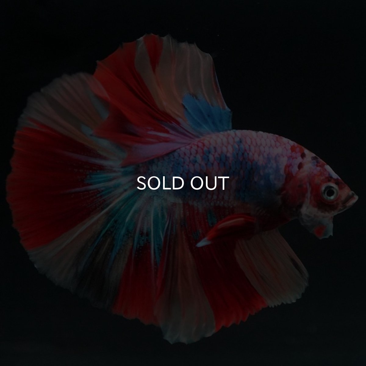 画像3: HM キャンディレインボー (3)