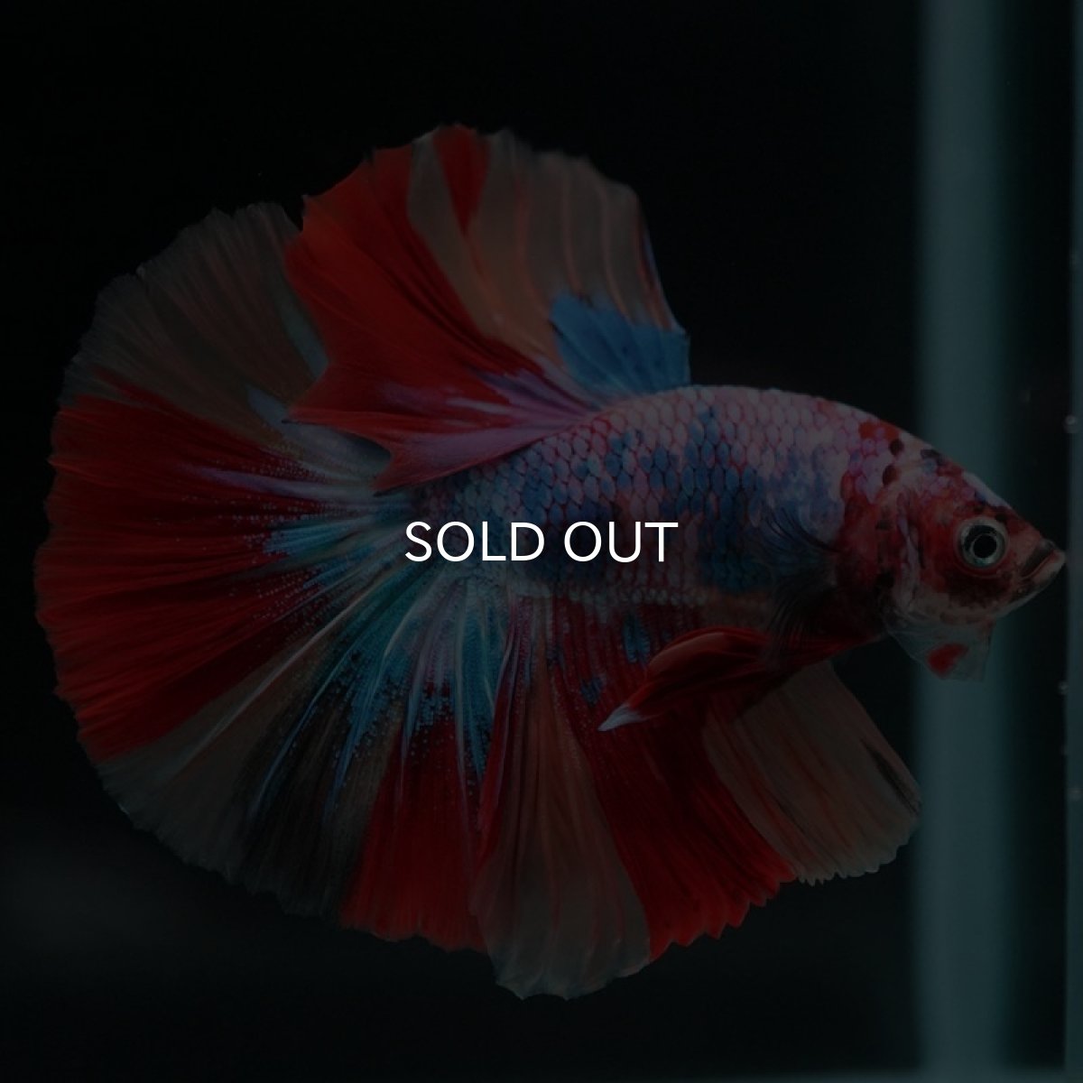 画像5: HM キャンディレインボー (5)