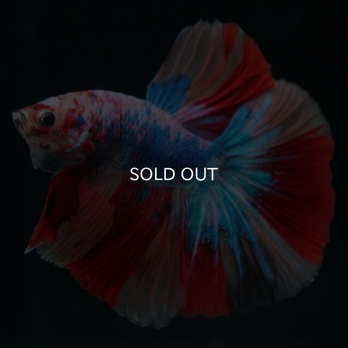 画像6: HM キャンディレインボー (6)