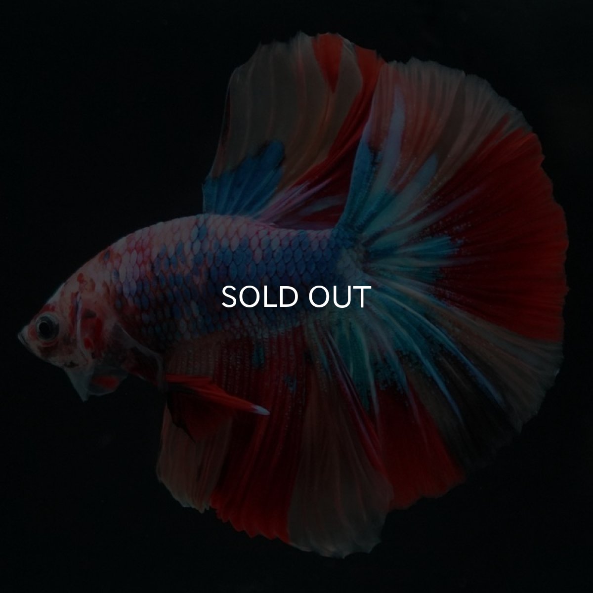 画像2: HM キャンディレインボー (2)