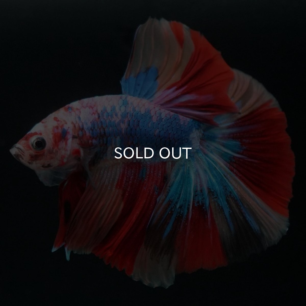 画像4: HM キャンディレインボー (4)