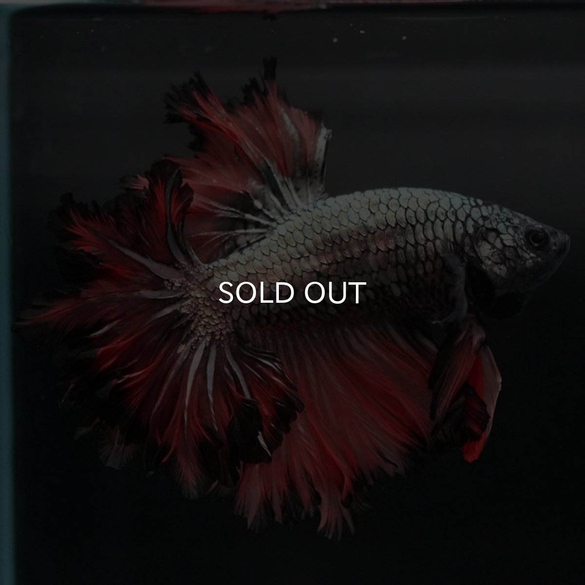 画像5: HM　カッパーレッド　フェザーテール (5)