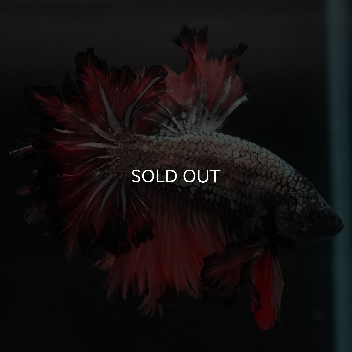 画像4: HM　カッパーレッド　フェザーテール (4)