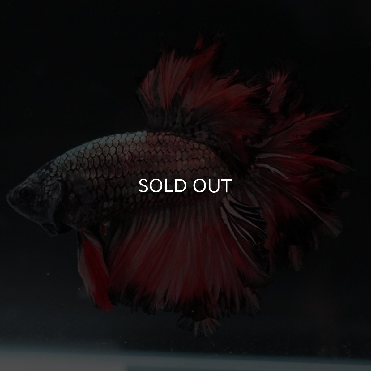 画像3: HM　カッパーレッド　フェザーテール (3)