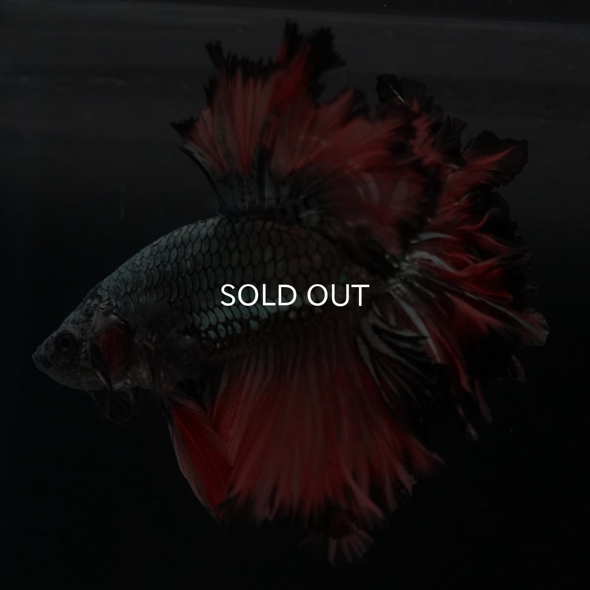 画像2: HM　カッパーレッド　フェザーテール (2)