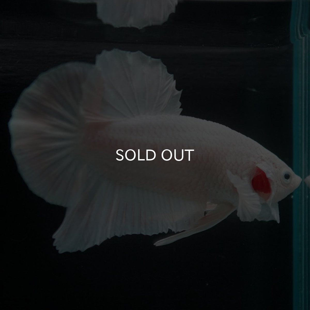 画像6: HMPK ホワイト (6)