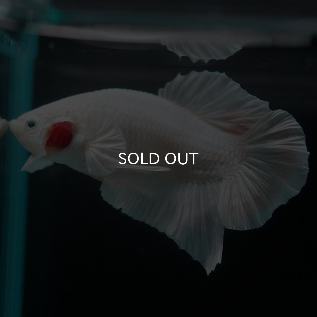 画像4: HMPK ホワイト (4)