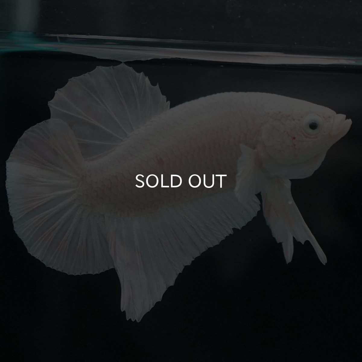 画像5: HMPK ホワイト (5)