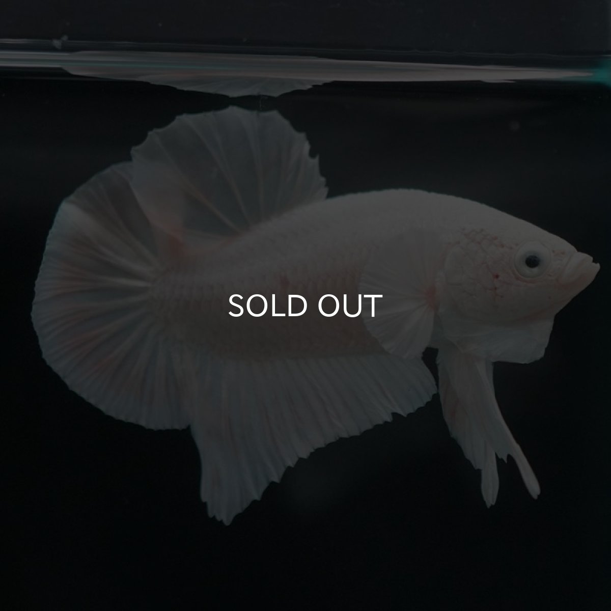 画像3: HMPK ホワイト (3)