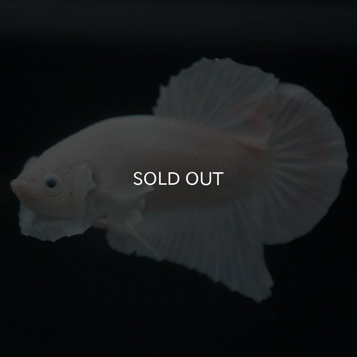 画像2: HMPK ホワイト (2)