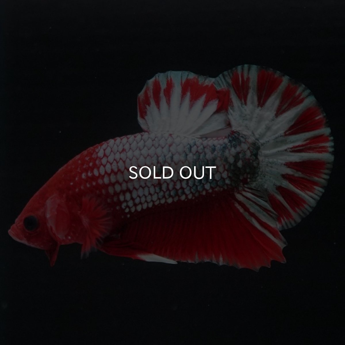 画像8: HMPK ヘルボーイ (8)