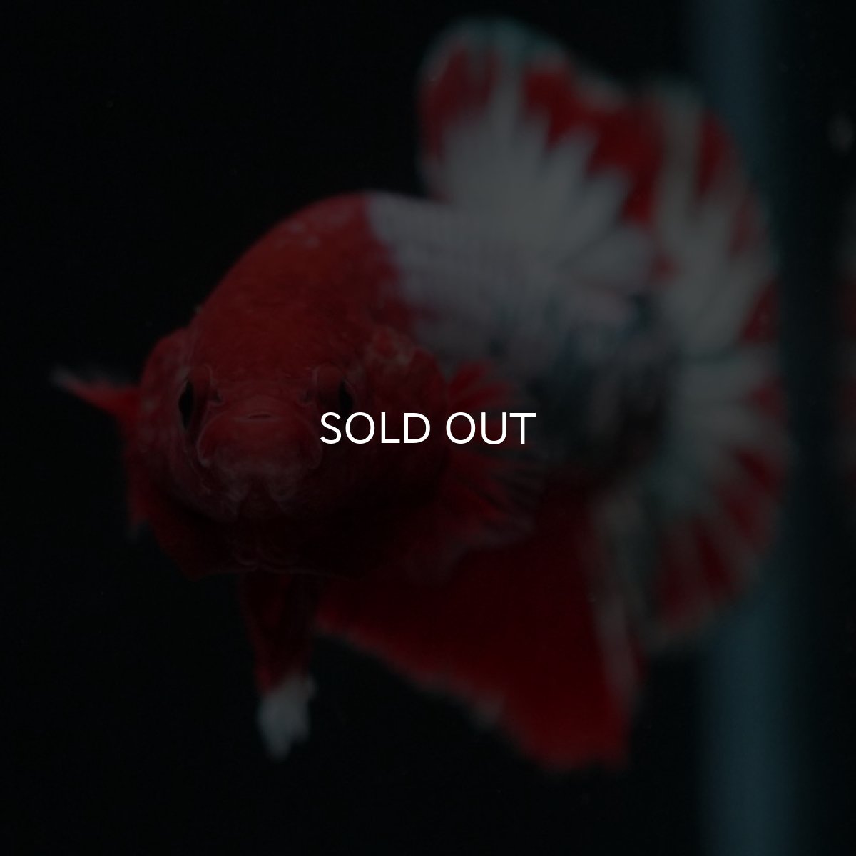 画像5: HMPK ヘルボーイ (5)