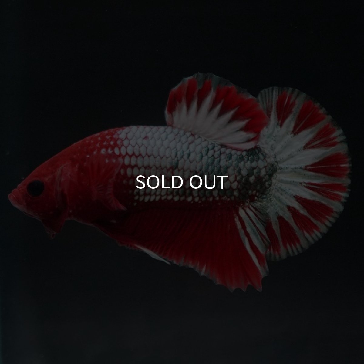 画像6: HMPK ヘルボーイ (6)