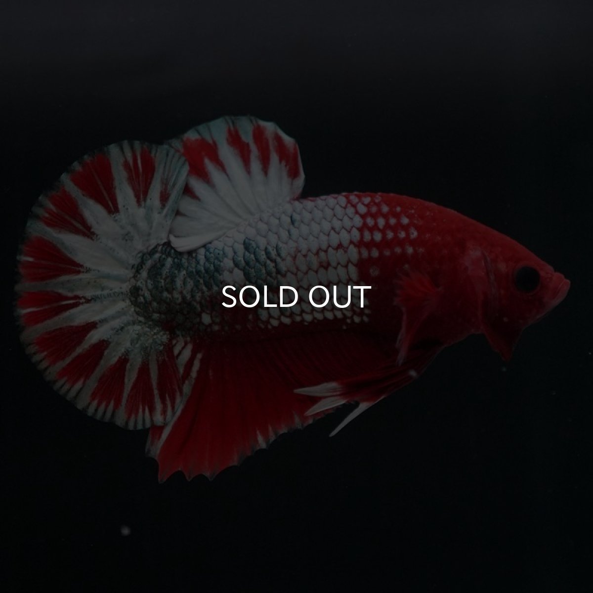 画像3: HMPK ヘルボーイ (3)