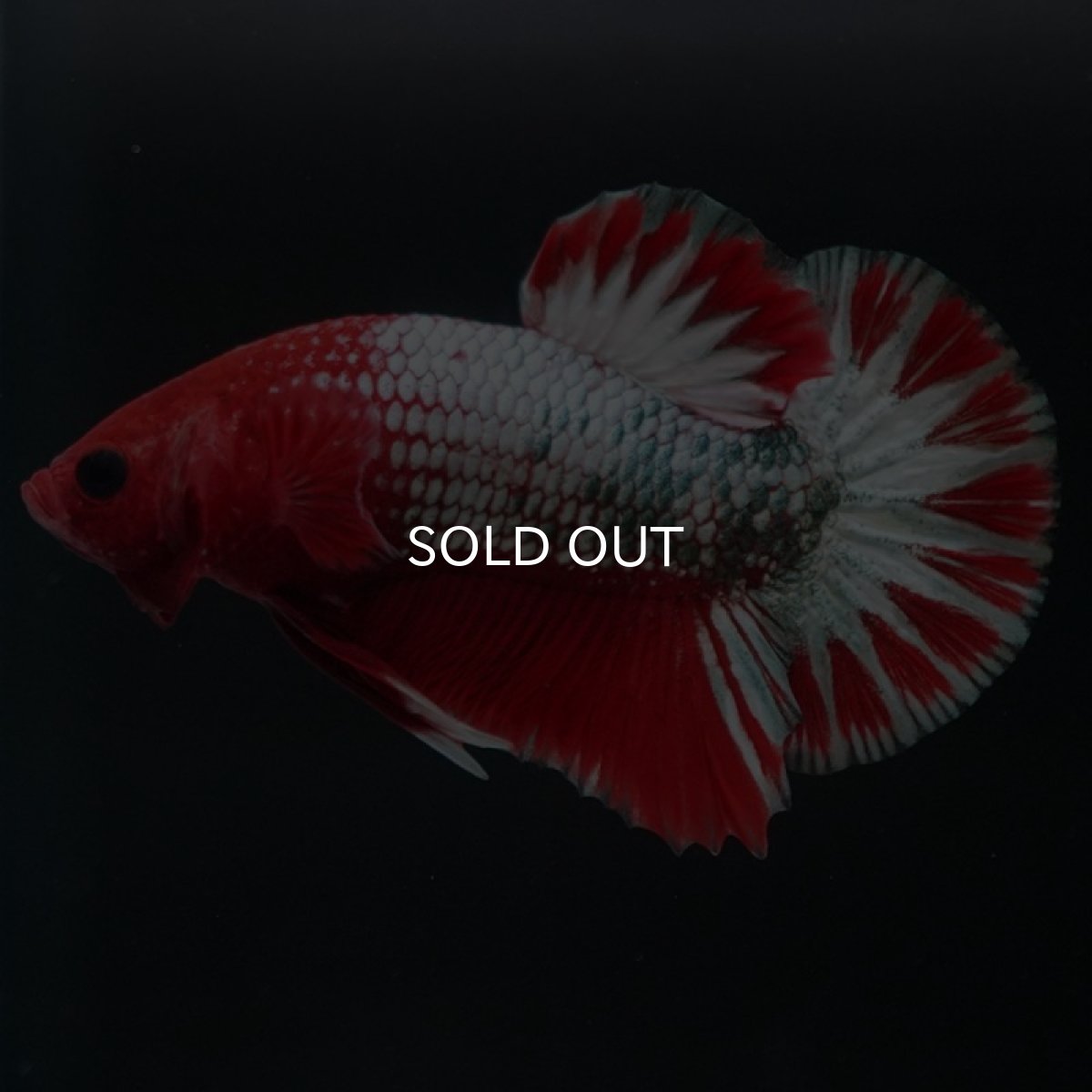 画像2: HMPK ヘルボーイ (2)