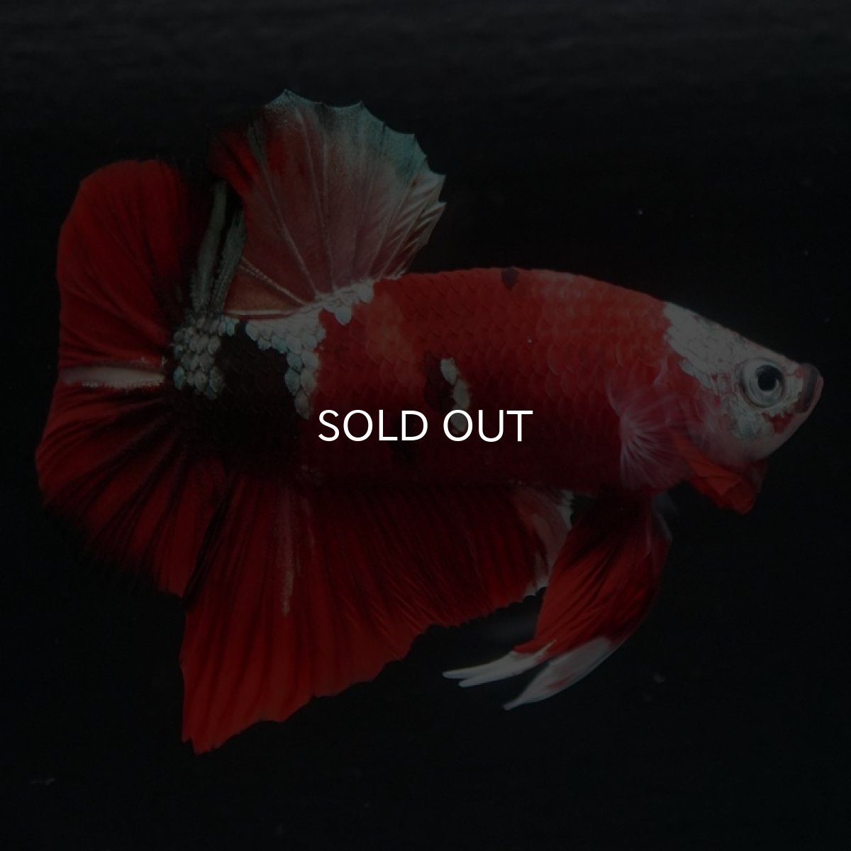 画像7: HMPK 鯉カッパー (7)