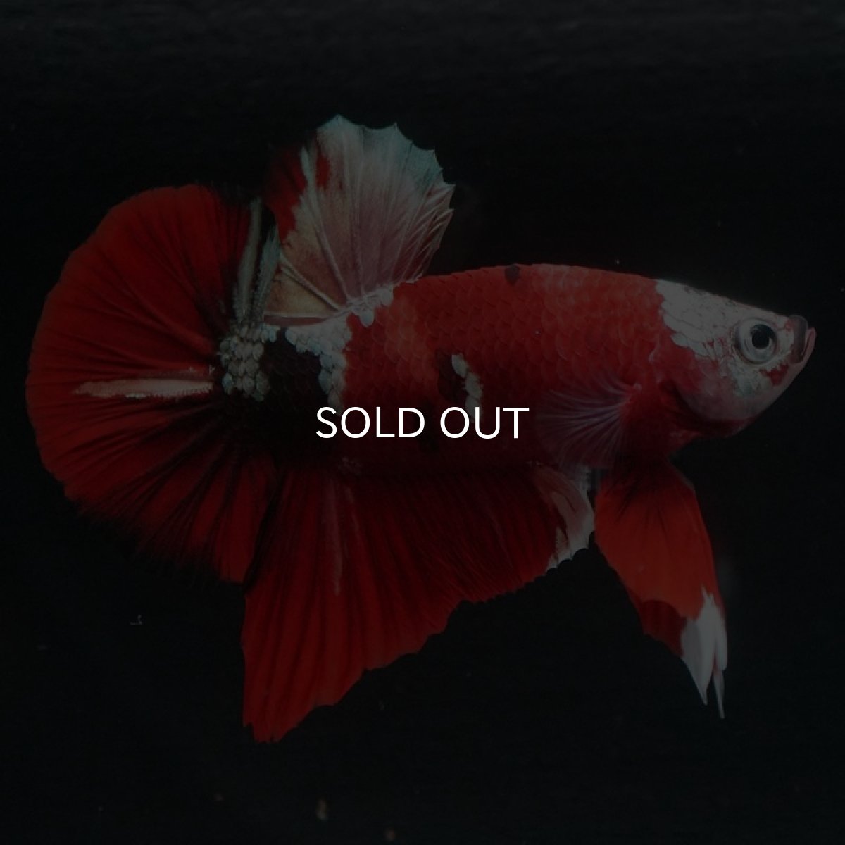 画像5: HMPK 鯉カッパー (5)