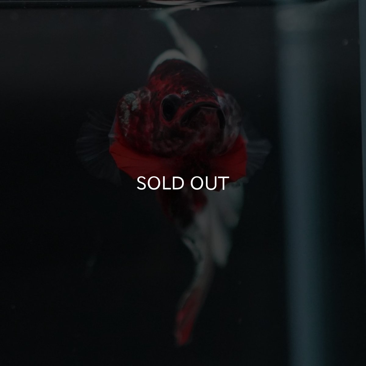 画像6: HMPK　鯉カッパー (6)