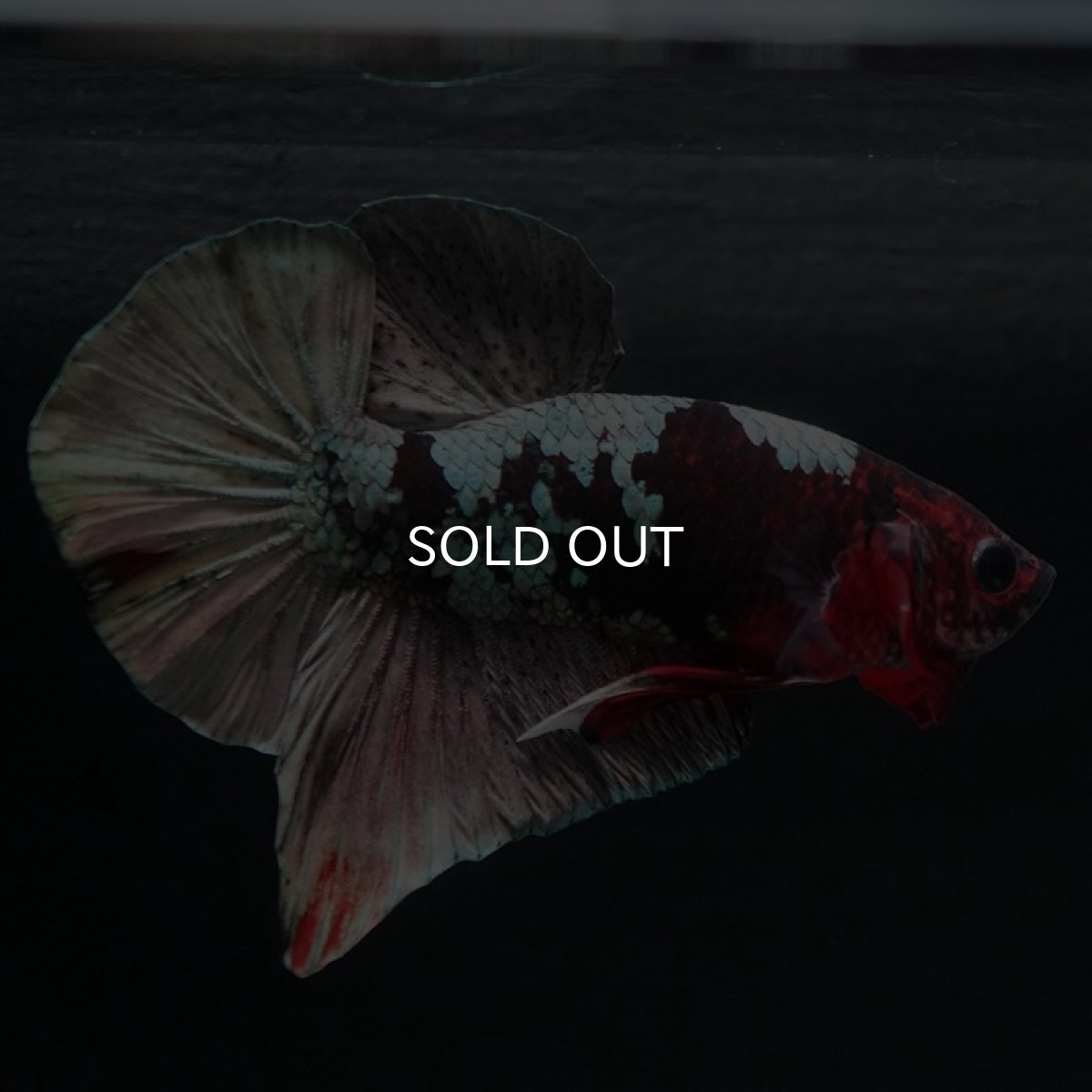 画像4: HMPK　鯉カッパー (4)