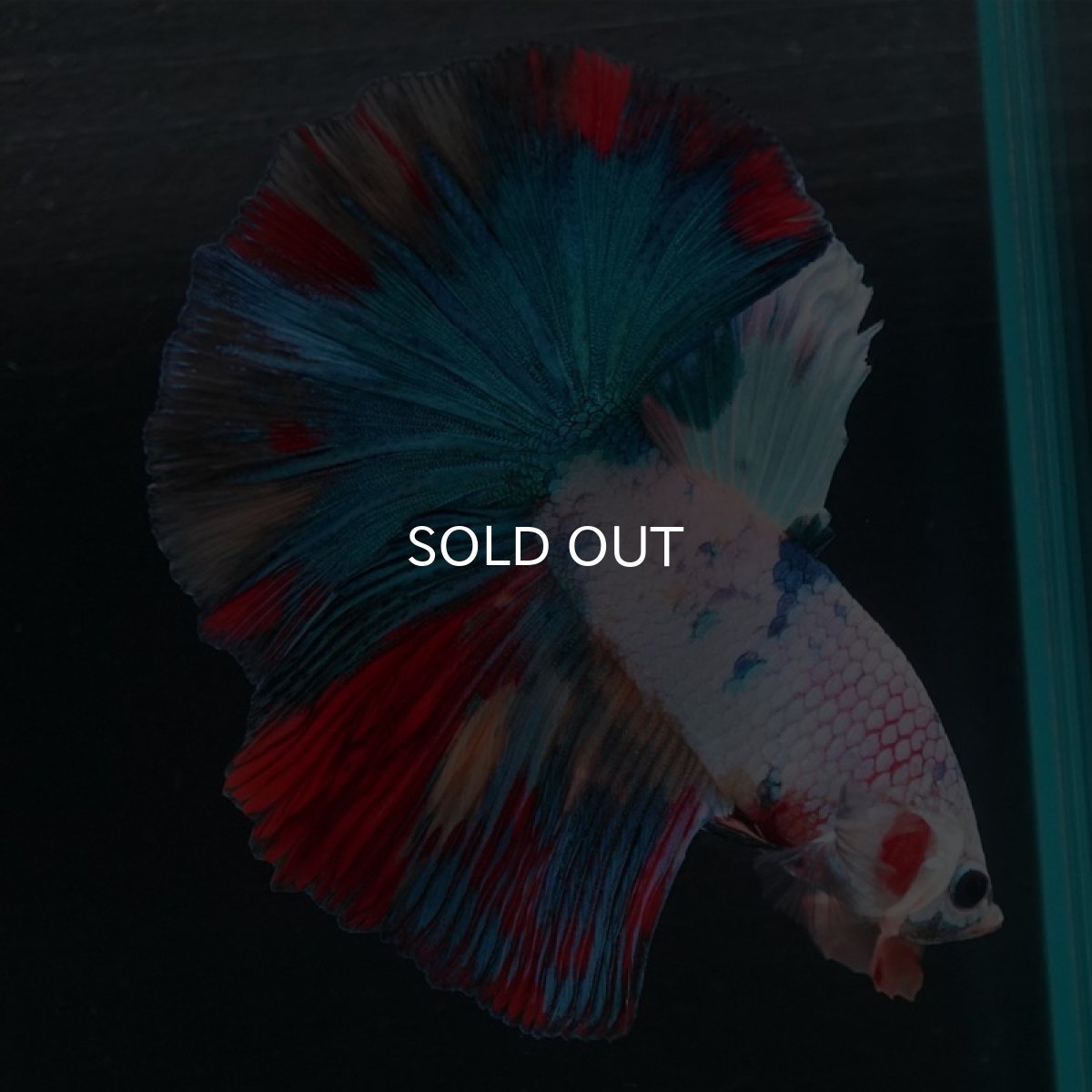 画像4: HM キャンディレインボー (4)