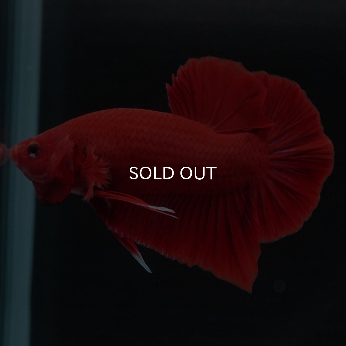 画像6: HMPK　ソリッドレッド (6)