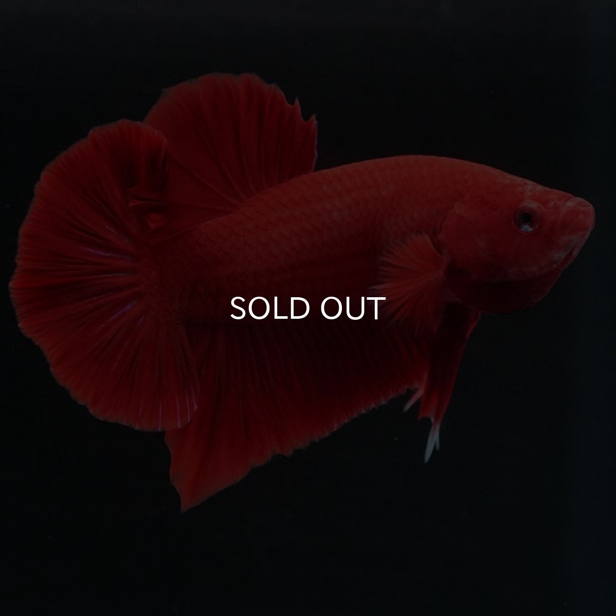 画像7: HMPK　ソリッドレッド (7)