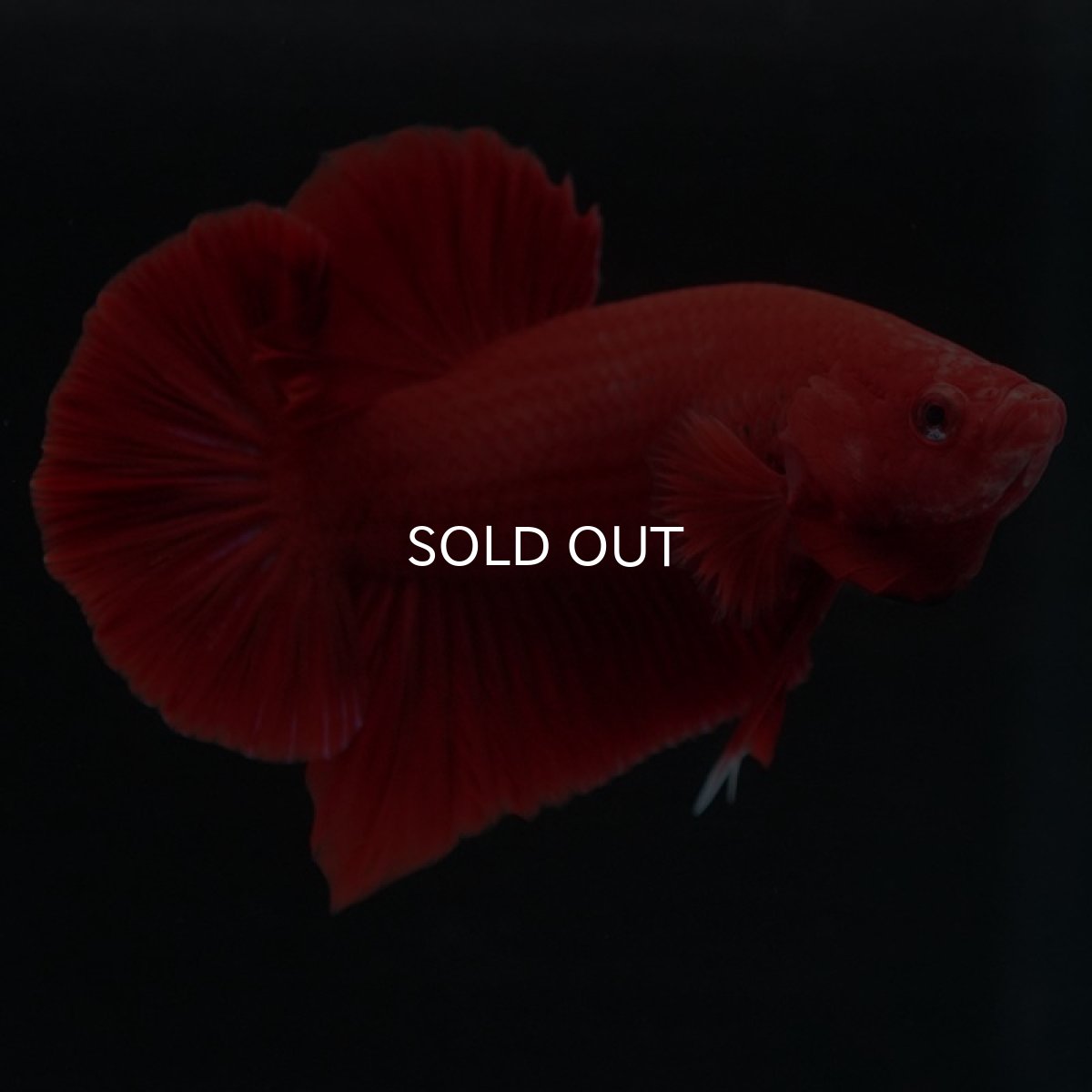 画像5: HMPK　ソリッドレッド (5)