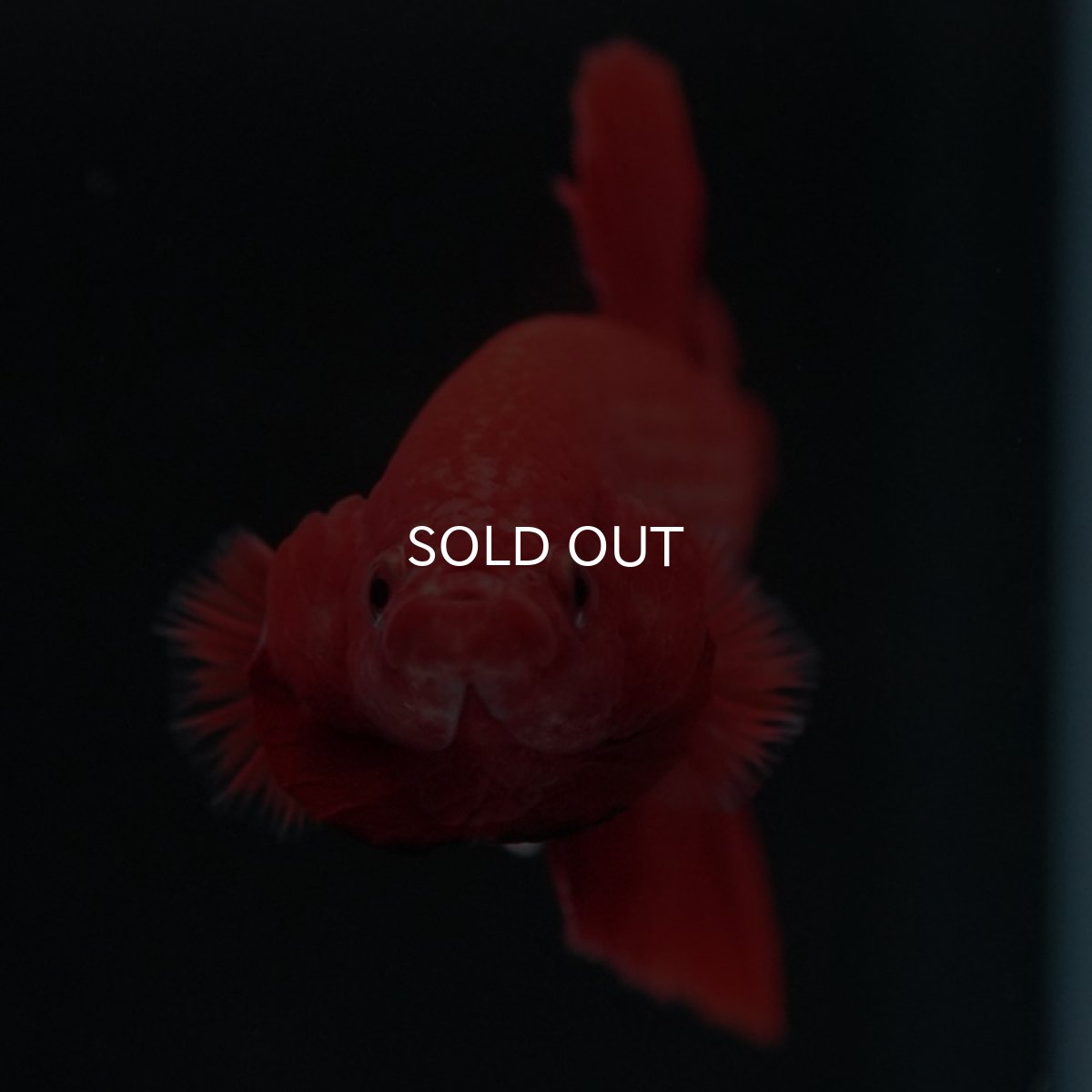 画像4: HMPK　ソリッドレッド (4)