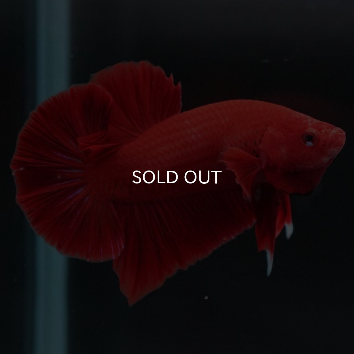 画像3: HMPK　ソリッドレッド (3)