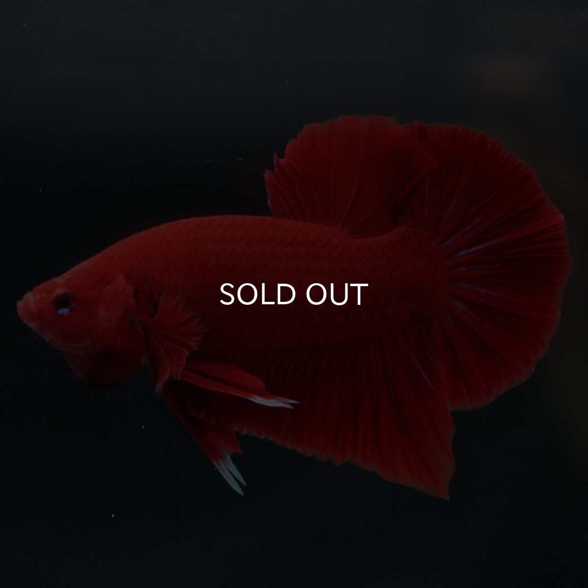 画像2: HMPK　ソリッドレッド (2)