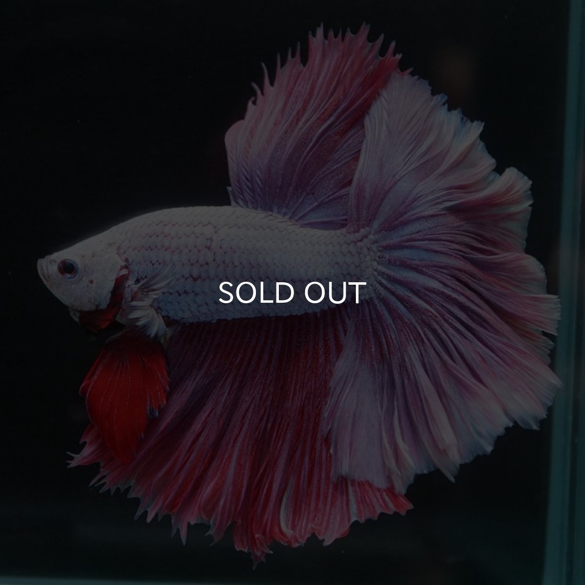 画像2: HM　ラベンダー　ローズテール (2)